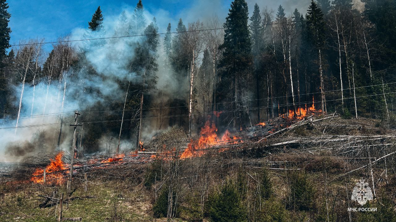 В Пермском крае потушили лесной пожар | 26.05.2024 | Пермь - БезФормата