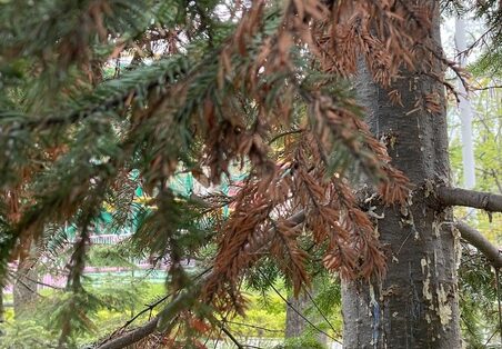 Фото: парк Горького