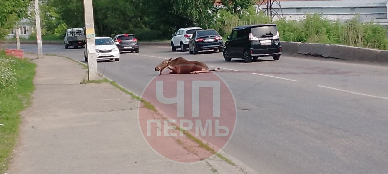 Фото: Telegram / @chp_59_perm