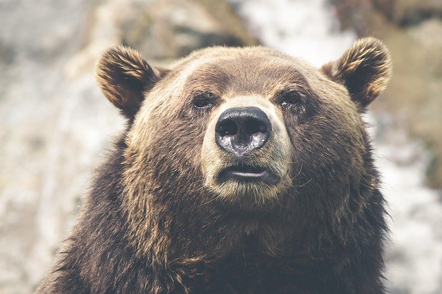 Фото: Pixabay.com