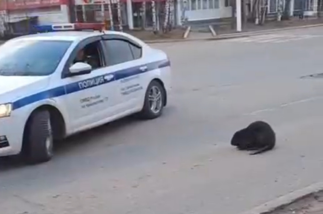 Фото: Наталья Девяткова/VK