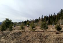 Власти Пермского округа опровергли слухи о строительстве кладбища в Жебреях