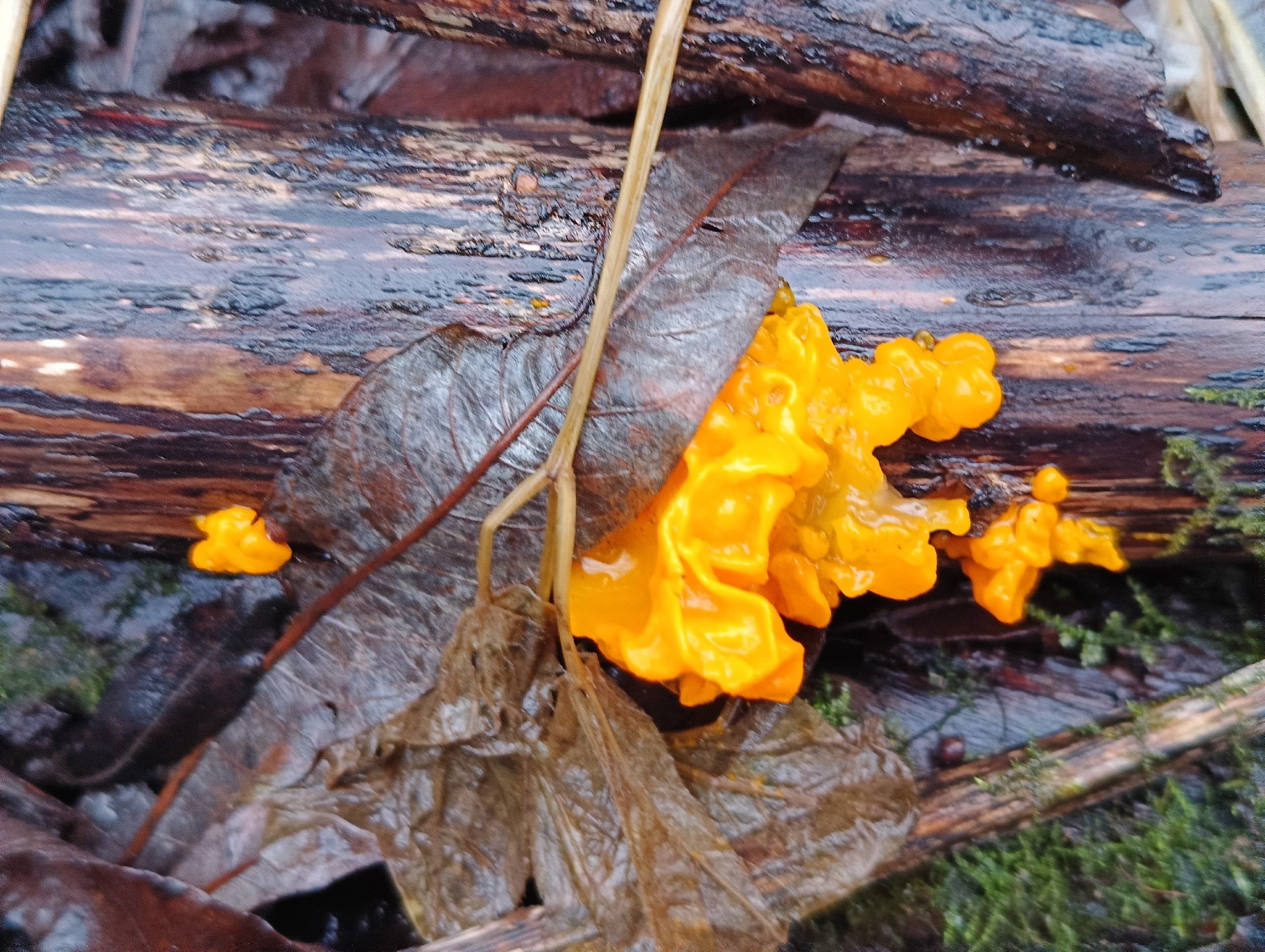 Фото: Сад Соловьев у речки Уинки / ВК
