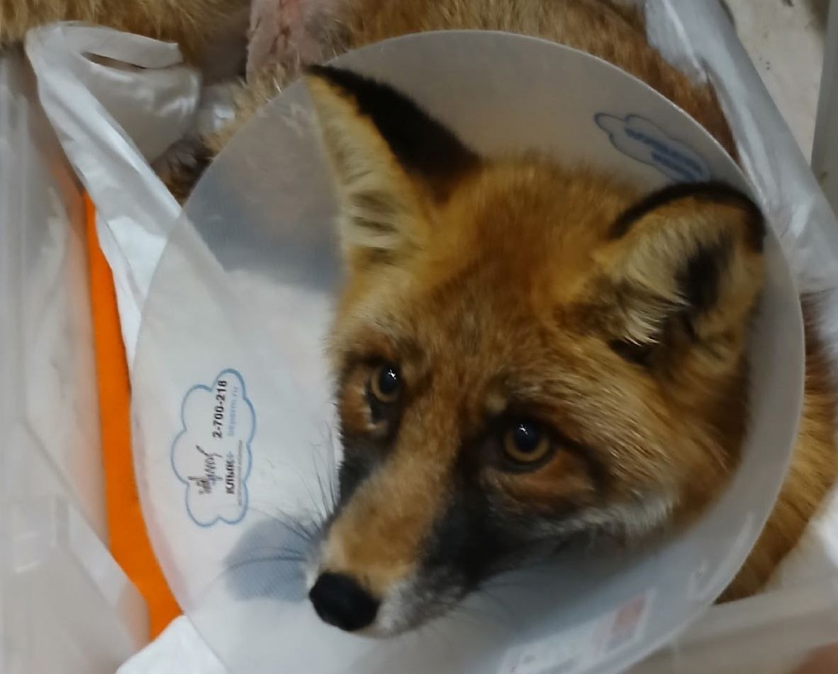 Фото: Чусовой Новости/VK