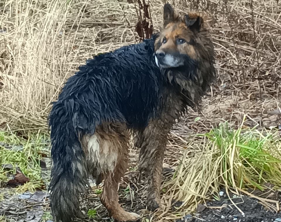 Фото: Пермская городская служба спасения/VK