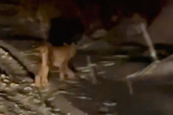 Фото: Пермский муниципальный округ / ТГ