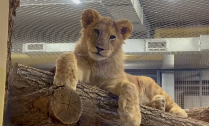 Фото: Пермский зоопарк/ТГ