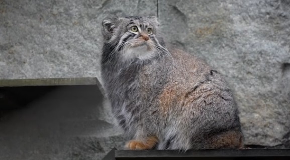 Фото: Московский зоопарк/VK