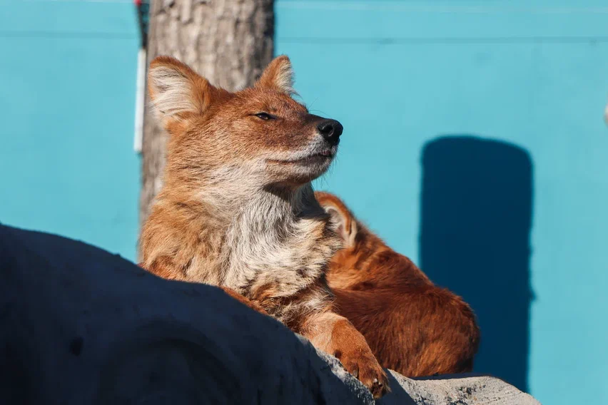 Фото: Пермский зоопарк