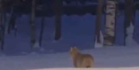 Фото: Информ Губаха/VK